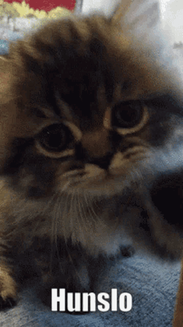 a close up of a cat with the word hunslo written on the bottom