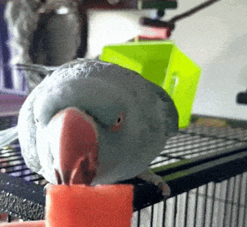a close up of a parrot eating a piece of food
