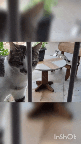 a cat is standing in front of a table with inshot written in the corner