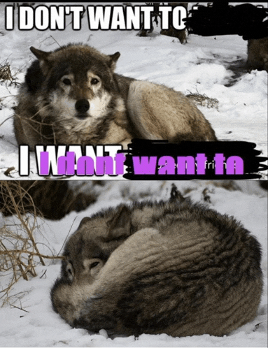 a wolf laying in the snow with the words i don t want to