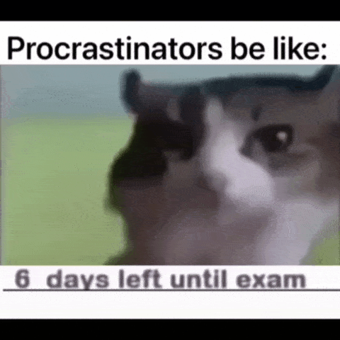 Procrastination Cat GIF - Procrastination Cat Car GIFs