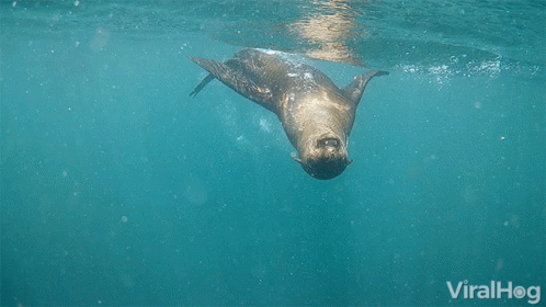 Seal Happy GIF - Seal Happy Swimming GIFs