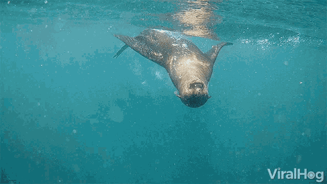 a seal is swimming in the ocean with a viralhog logo in the background