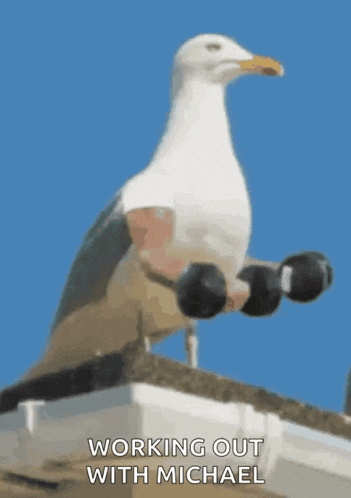 a seagull is holding dumbbells on its feet and the caption says working out with michael