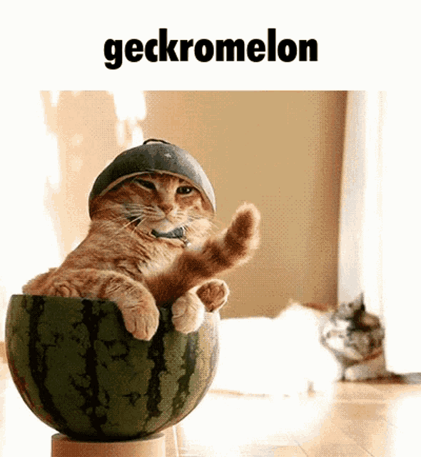 a cat wearing a helmet is sitting in a watermelon bowl