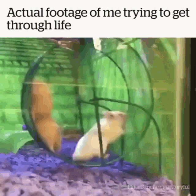Struggle Is Real Pet GIF - Struggle Is Real Pet Hamster GIFs