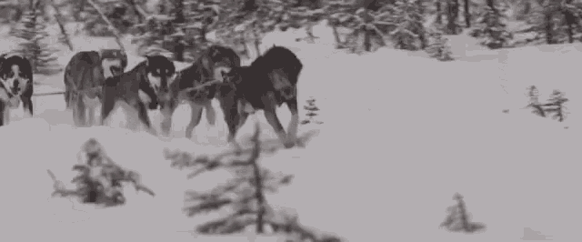 Snow Dogs Coming GIF - Snow Dogs Coming Running GIFs