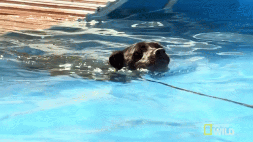 Swimming Dog GIF - Cesar911 Cesar911series Swimming GIFs