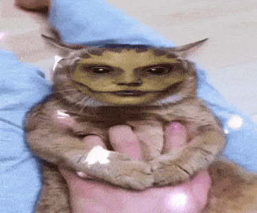 a cat with a wizard hat on its head
