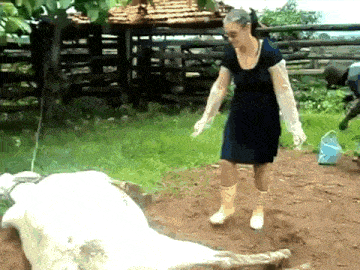 a woman in a black dress and white boots is standing next to a dead cow