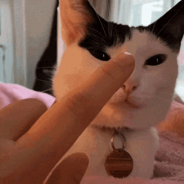 Boop Nose Cat GIF - Boop Nose Cat GIFs