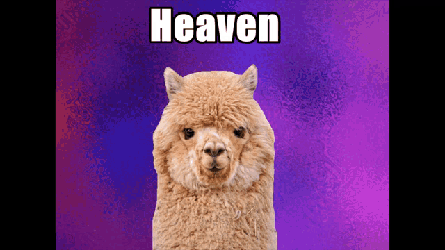 a picture of an alpaca with the word heaven written on it