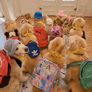 a group of dogs wearing backpacks and hats are sitting in a room .