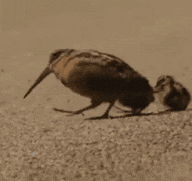 a group of birds are walking on the ground