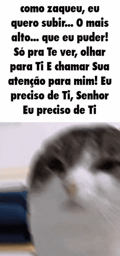 a close up of a cat 's face with a caption in a foreign language .