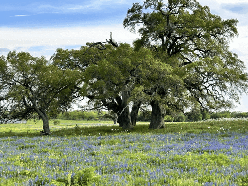 a field of blue flowers with trees in the foreground