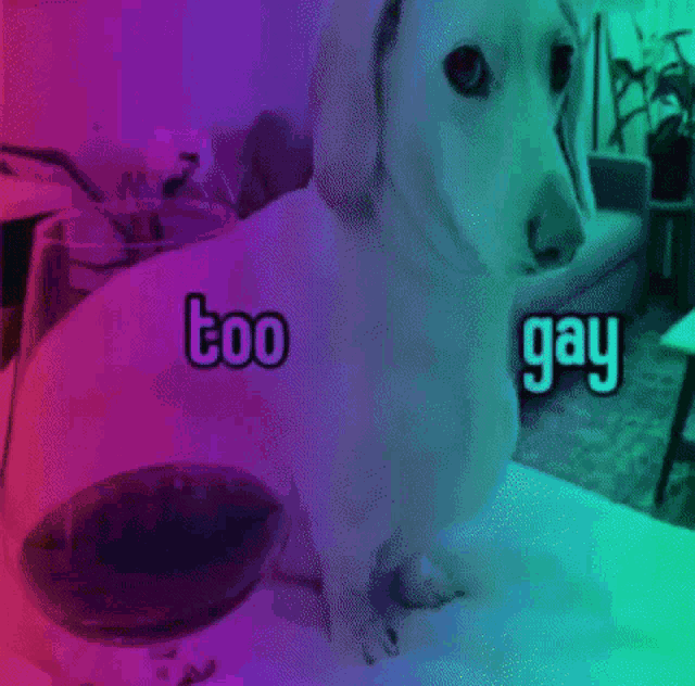 a dog is sitting next to a glass of wine with the words too gay written on the side