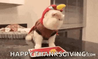 a cat is wearing a turkey costume and standing next to a tray of food .