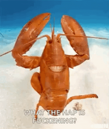 Lobster What The Hap GIF - Lobster What The Hap Fuckening GIFs