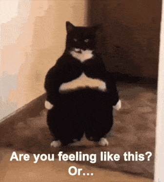 How Are You Feeling Cats GIF - How Are You Feeling Cats Fat Cat GIFs