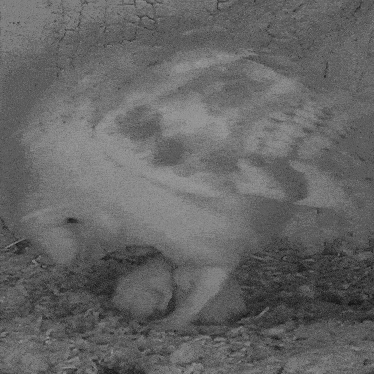 a black and white photo of a bird with a few spots on it