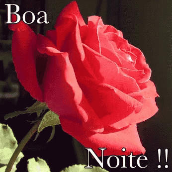 a red rose with the words boa noite on it