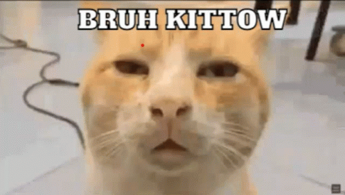 Kittow Bruh GIF - Kittow Bruh Kitty GIFs