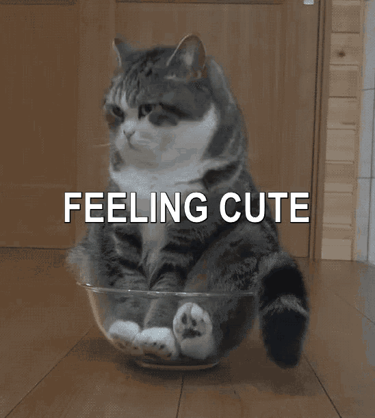 Feeling Cute Cute Cat GIF - Feeling Cute Cute Cat Cat In A Bowl GIFs