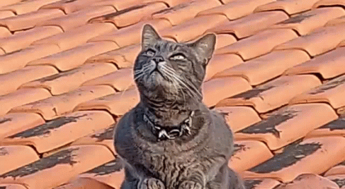 Psicogato Evil Cat GIF - Psicogato Evil Cat Cat GIFs