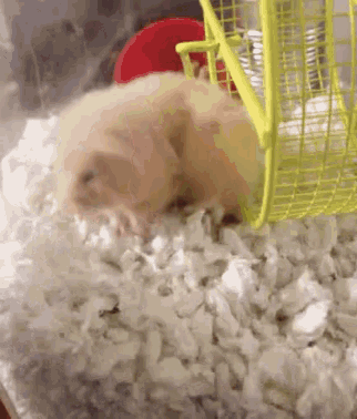 Cleaning Hamster GIF - Cleaning Hamster Cute GIFs