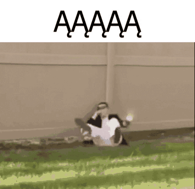 a person is laying in the grass with a fence in the background and the words aaaa written above them .