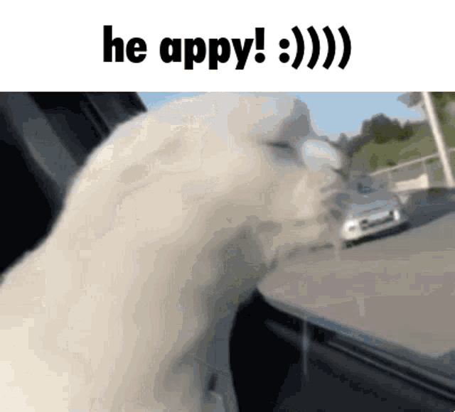 Happy Cat GIF - Happy Cat Appy GIFs