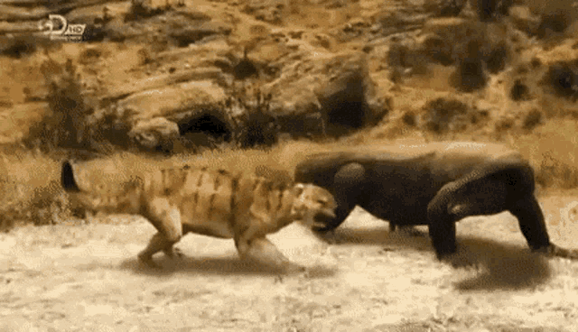 Komodo Dragon Roaring GIF - Komodo Dragon Roaring Tiger GIFs