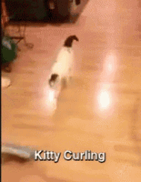 a cat is walking on a wooden floor with the words kitty curling above it