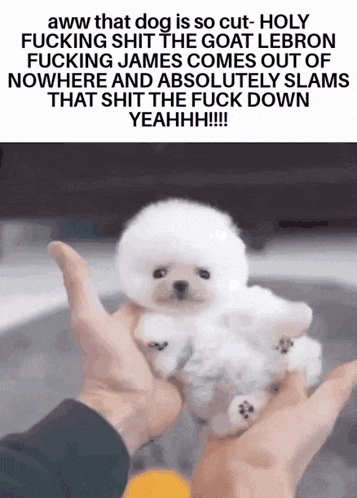 a person is holding a small white dog with a caption that says aww that dog is so cut- holy