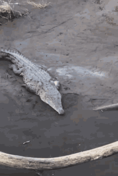 a large crocodile is laying on the ground near a log