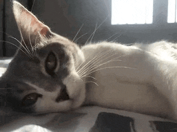 a close up of a cat laying on a bed in the sunlight .