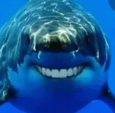 a close up of a shark with a big smile on its face .