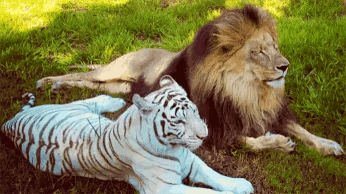 a lion and a tiger are laying in the grass