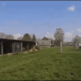 a horse standing in a grassy field in front of a shed