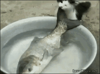 a cat is eating a fish in a white bowl of water .