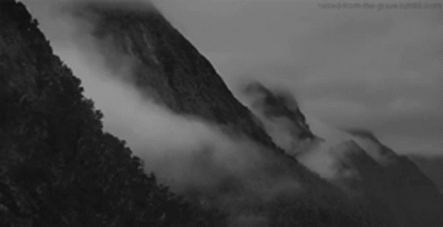 Forest Trees GIF - Forest Trees Fog GIFs