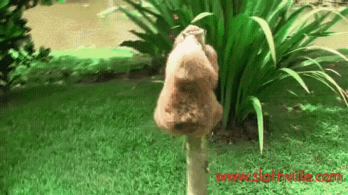 Sloth Tired GIF - Sloth Tired Sloth Squeak GIFs