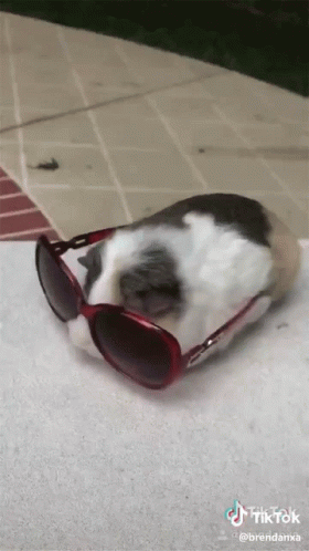 Shades On Relax GIF - Shades On Relax Chill GIFs