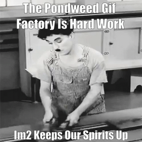 Pondweed Gif Making GIF - Pondweed Gif Making Im2 GIFs