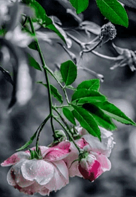 a bunch of pink and white flowers hanging from a tree branch