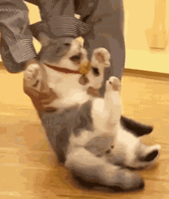 a cat is laying on its back on a wooden floor being held by a person .