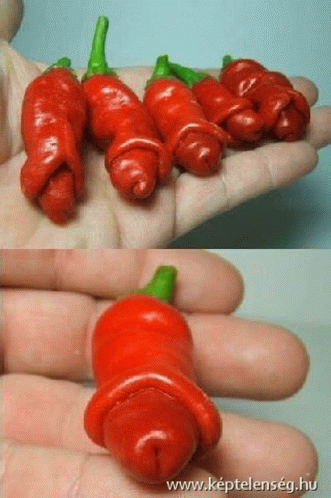 Pepper Macskapöcse GIF - Pepper Macskapöcse GIFs
