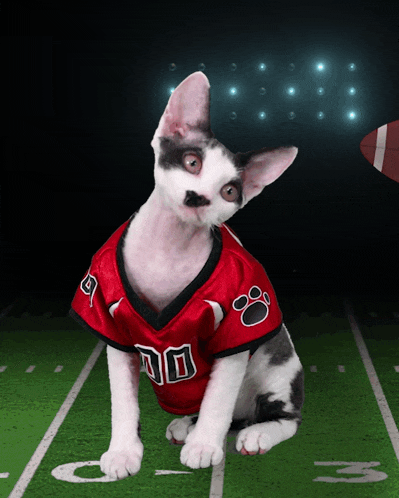 a cat wearing a red jersey with the number 10 on it sits on a football field