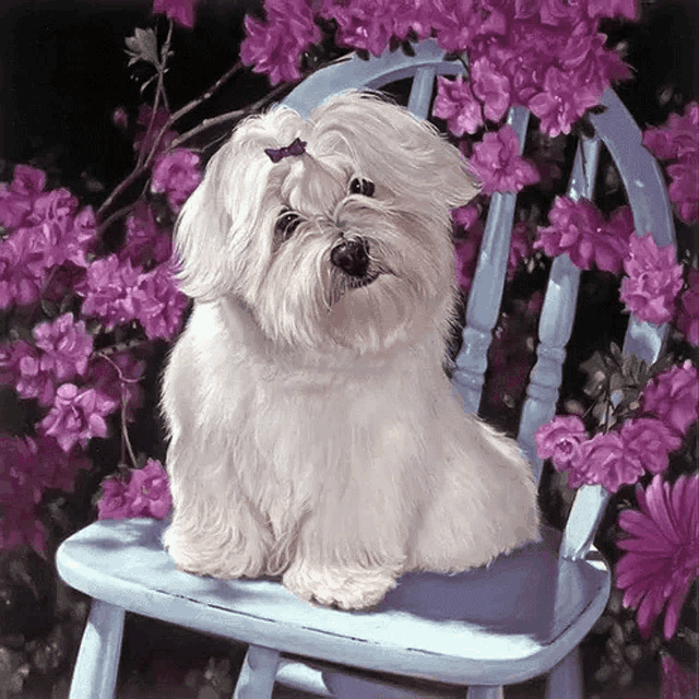 a white dog is sitting on a blue chair with purple flowers in the background